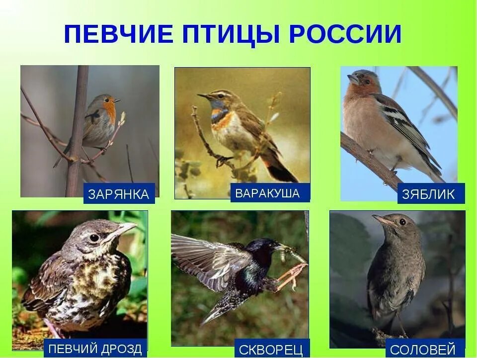Какие птицы живут в москве. Разновидности птиц. птицы россии. лесные птицы названия. певчие птицы названия.