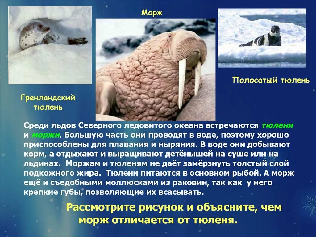 Какую функцию выполняет отложение жира у моржа