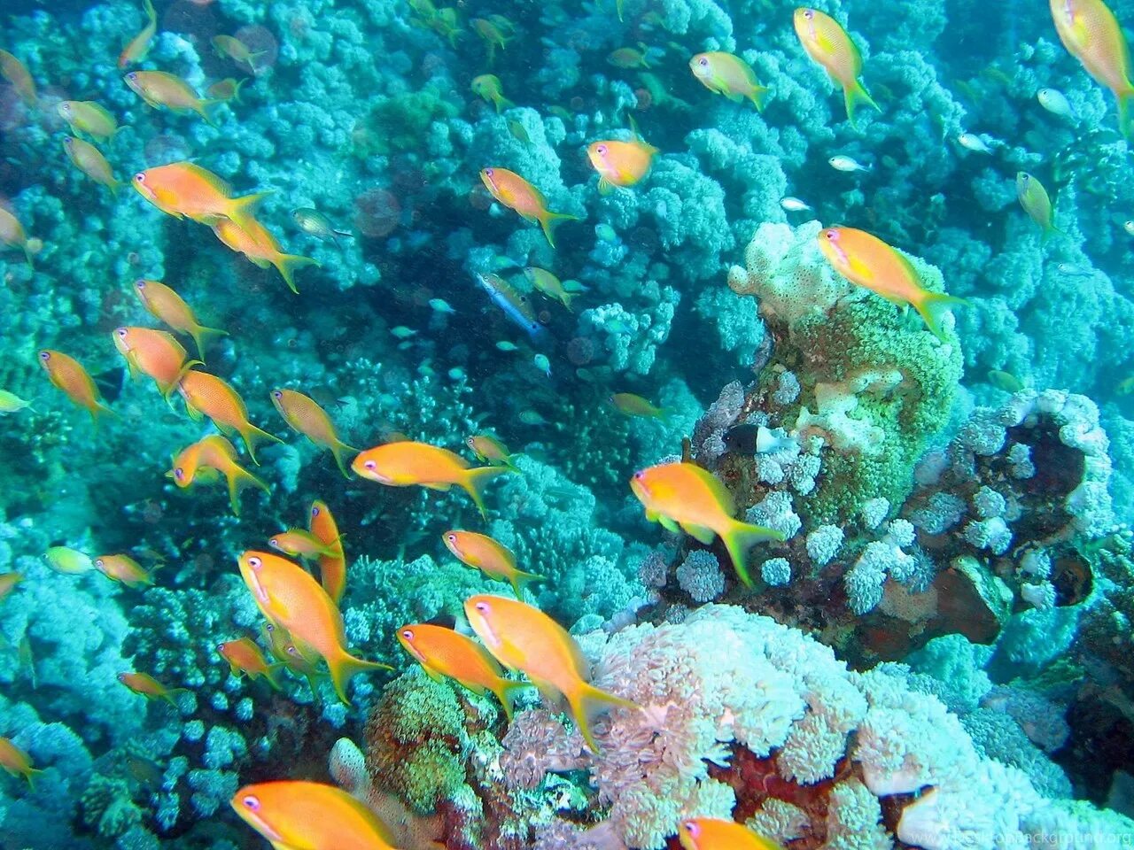 3 внутренних океана. Подводный риф риф. Риф Эльфинстоун. Морское дно. Красивое Морское дно.