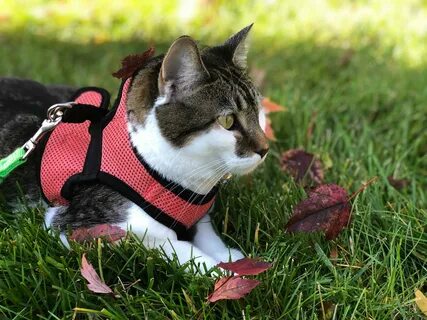 Поводок для кота