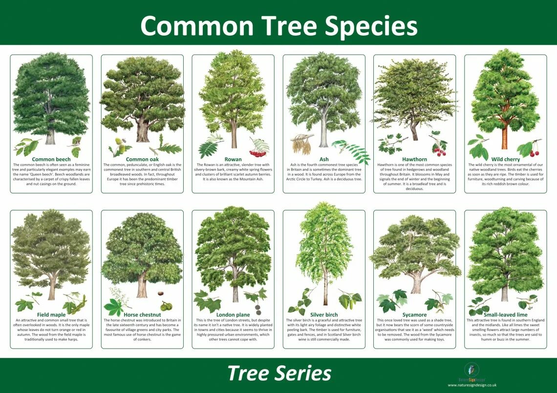 Виды деревьев. Деревья России. Деревья по размеру. Kinds of trees