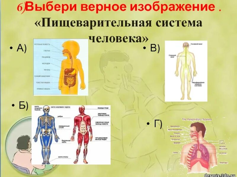 Выбери верные изображения. Все системы человека окружающий мир. Система органов человека 5 класс презентация. Все системы человека 4 класс. Тестируемые системы и органы человека.