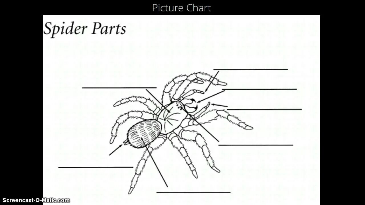 Паукообразные схема. Внешнее строение паука. Внешнее строение паукообразных схема. Внешнее строение паука крестовика. Внешнее строение паукообразных без подписей.