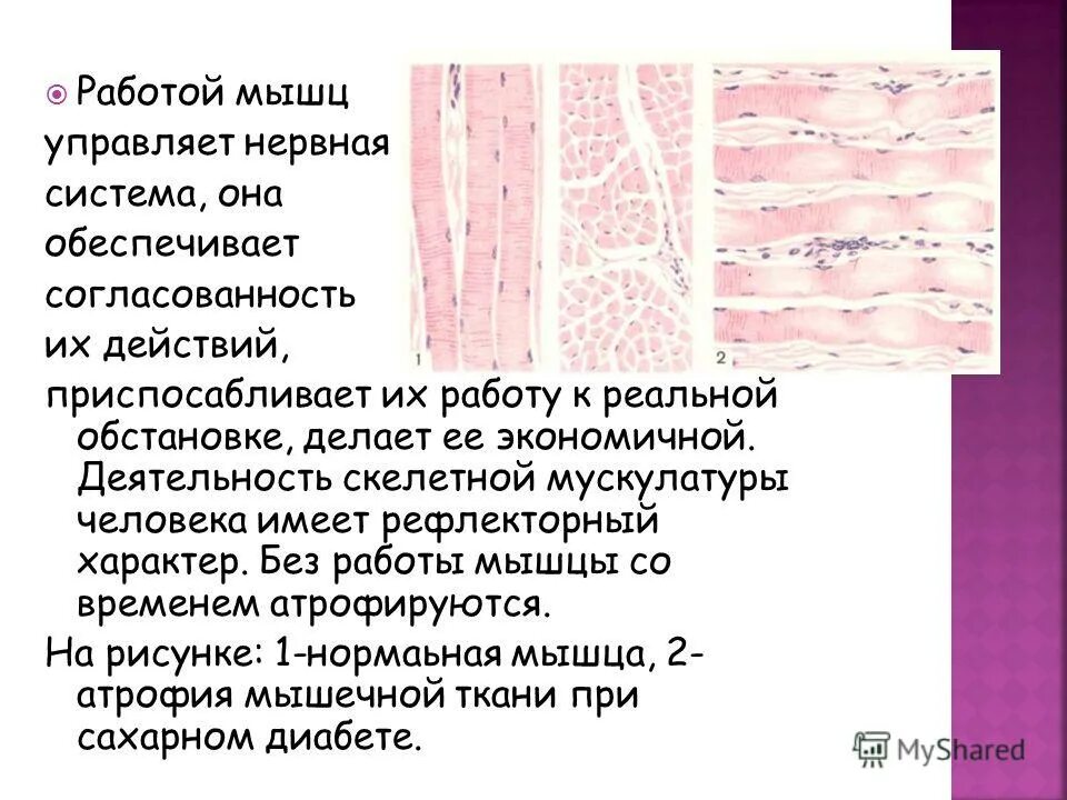 Нервная система контролирует работу скелетных мышц. Нервная система, регулирующая работу скелетных мышц. Соматический отдел строение. Регуляция сокращения скелетных мышц. Соматическая нервная система функции таблица.