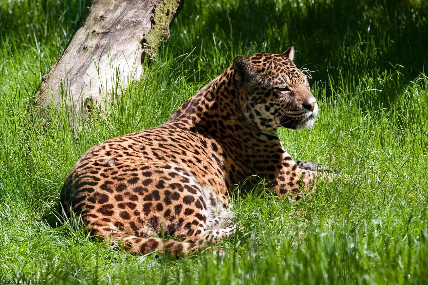 Ягуар Panthera onca. Техасский Ягуар. Ягуар животное. Ягуар Аргентина. Животное с 3 е