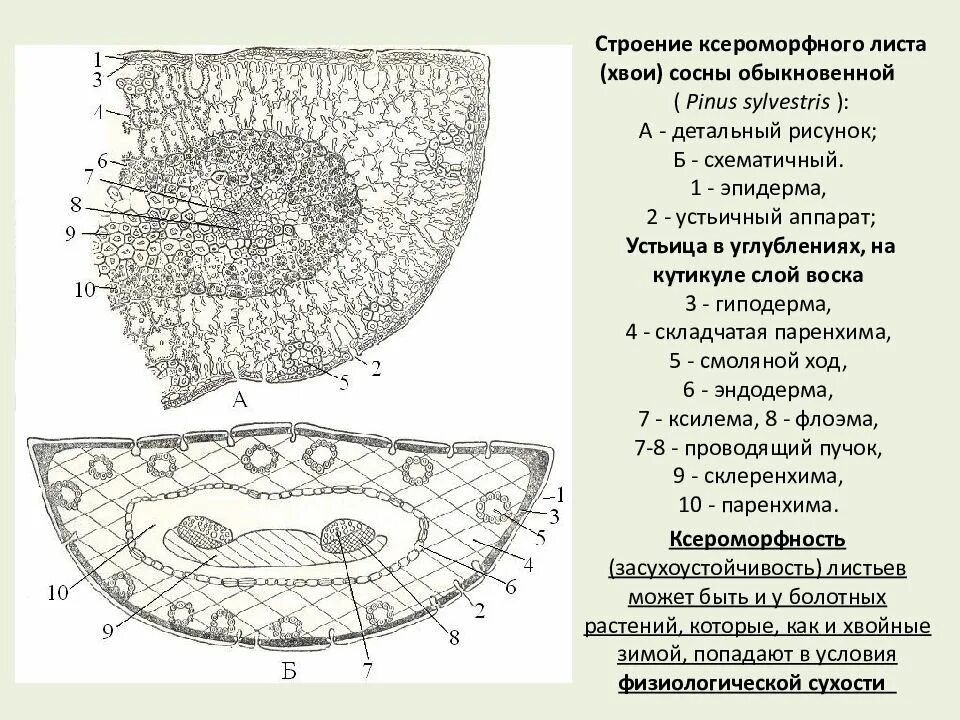 Структура хвойного. Анатомическое строение хвоинки сосны на поперечном срезе. Строение листа хвои сосны обыкновенной. Поперечный срез хвоинки сосны. Поперечный срез листа сосны обыкновенной.