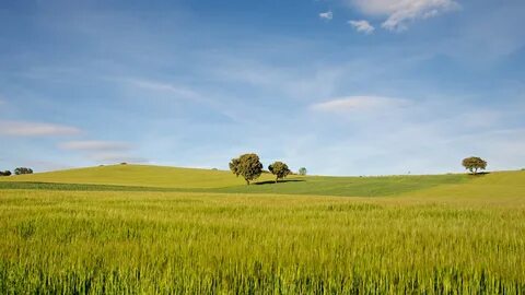Campos de