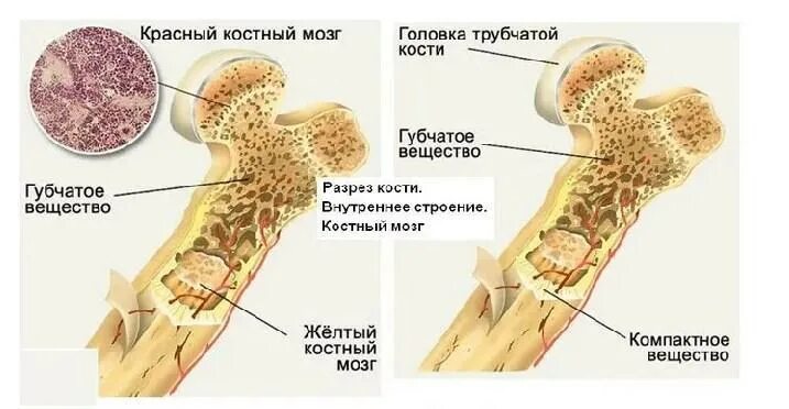 Кости образованные губчатым веществом. Головку трубчатой кости образует. Красный костный мозг губчатое вещество желтый костный мозг. Красный костный мозг в кости. Губчатое вещество кости образовано.