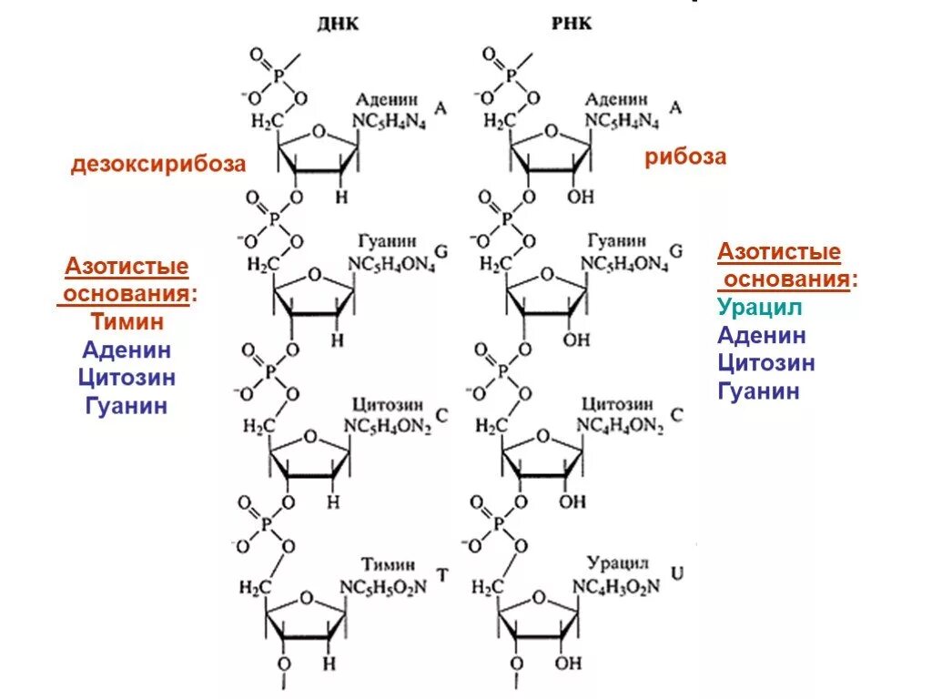 Рнк тимин урацил. Аденин цитозин гуанин урацил цепочка. Структура участка ДНК аденин Тимин гуанин. Цепочка ДНК аденин Тимин. Аденин гуанин цитозин Тимин структурные формулы.