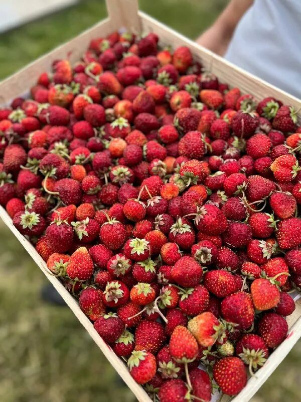 ведро клубники. 1 литр ягод. клюква 450 рублей литр. есть иргу. литр ягод.