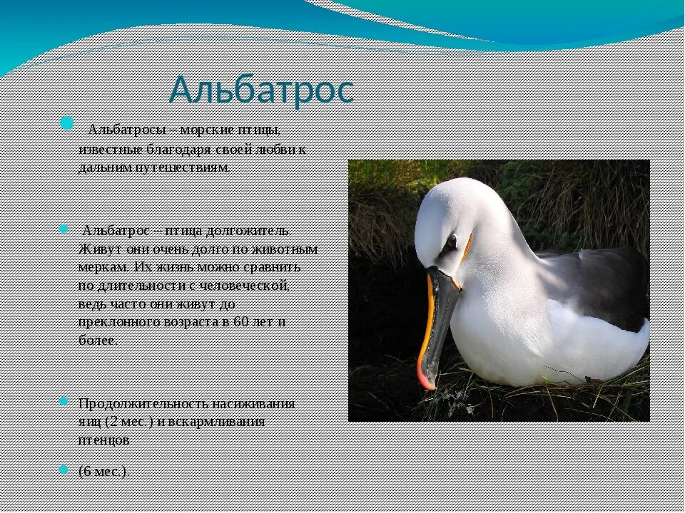 биология 8 класс поведение птиц. поведение птиц в период размножения. сложное поведение птиц. поведение птиц в период размножения. размножение птиц.