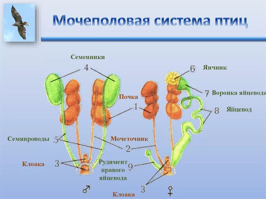 Кишечник мочеточники открываются в клоаку. Строение выделительной системы птиц. Выделительная система система птиц. Выделительная система птиц схема. Мочеполовая система птиц схема.