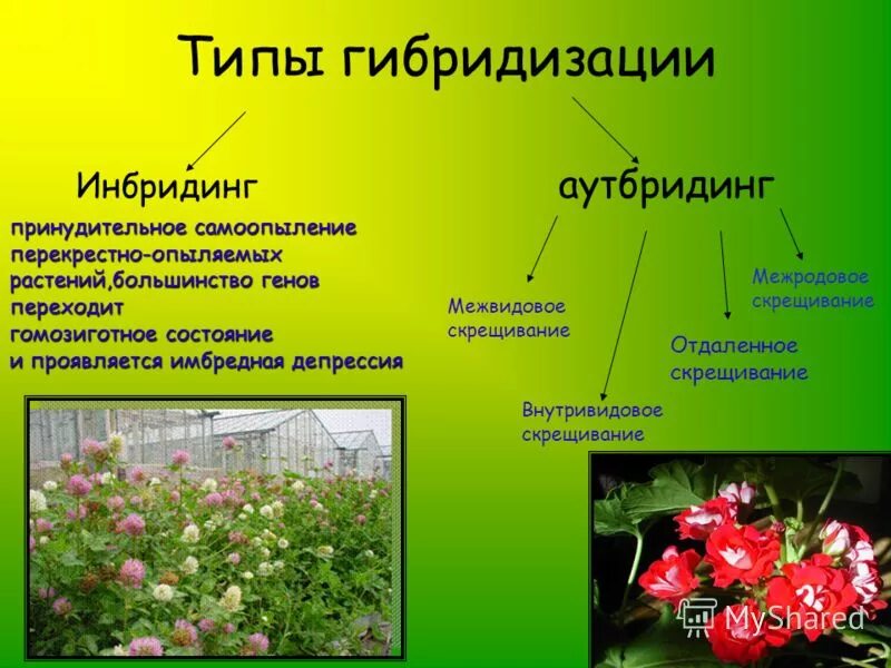 Методы селекции отдалённая гибридизация. Отдалённая гибридизация в селекции растений. Межродовые гибриды растений. Гибридизация растений примеры. Растения полученные гибридизацией.
