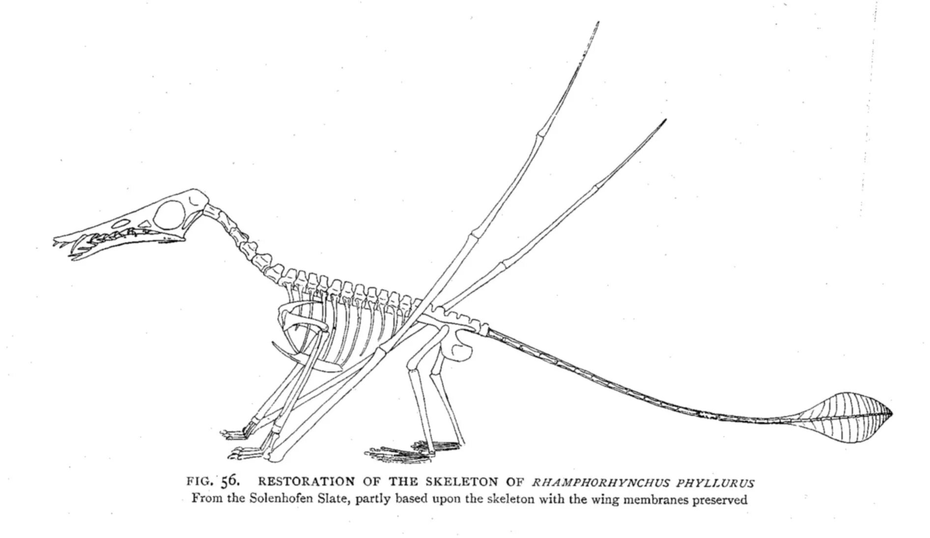 Рамфоринх скелет. Rhamphorhynchus скелет. Рамфоринх строение. Скелет птицы киль. Вырост грудины киль