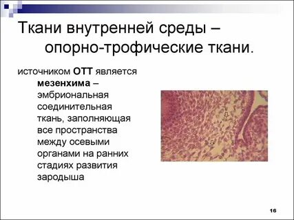 Какая ткань выполняет защитную структурообразующую и трофическую
