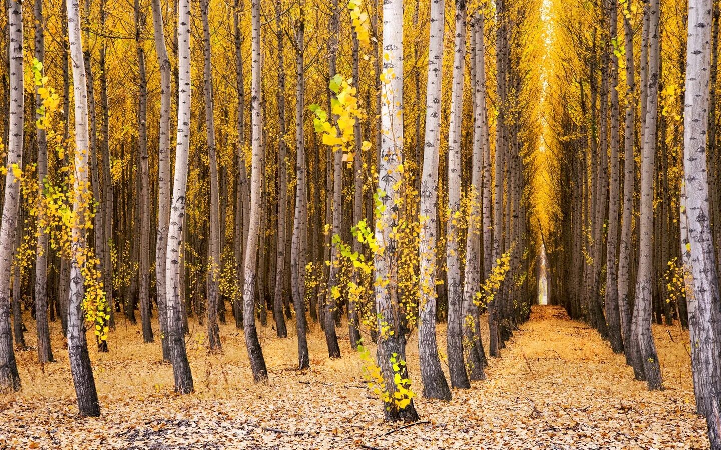 Пожелтели березки. Береза желтая (Betula costata). Желтая береза Канада. Золотая Березовая роща. Золотая Березовая роща осенью.