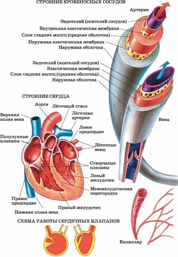 Сердечные артерии и вены. Строение кровеносных сосудов артерии вены. Строение артерии сердца и сосудов. Строение кровяных сосудов. Схема строения артерий вен капилляров.