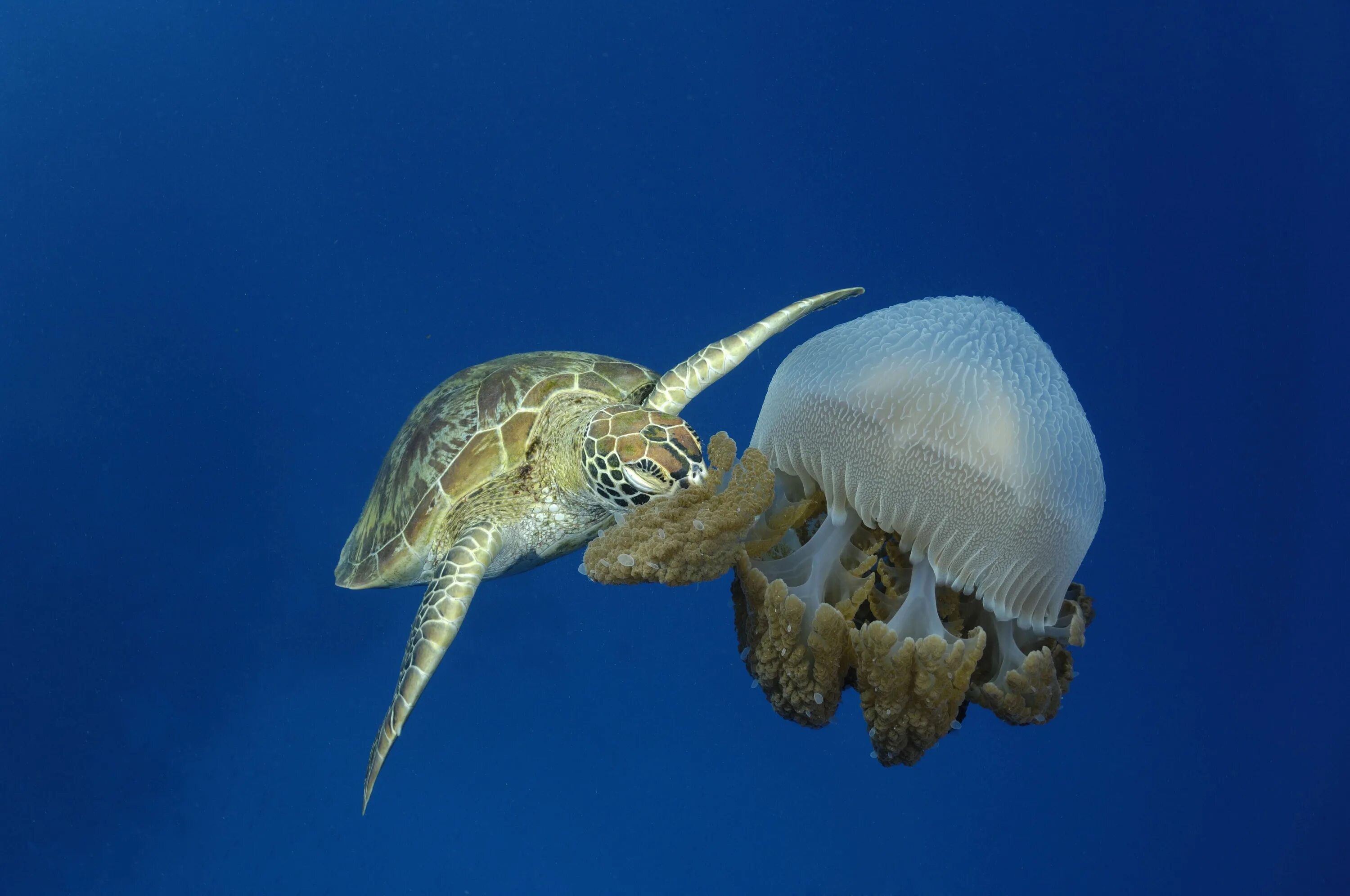 Главными обитателями. Кожистая черепаха ест медузу. Морская черепаха ест медузу. Подводный мир черепахи. Морская черепаха питание.