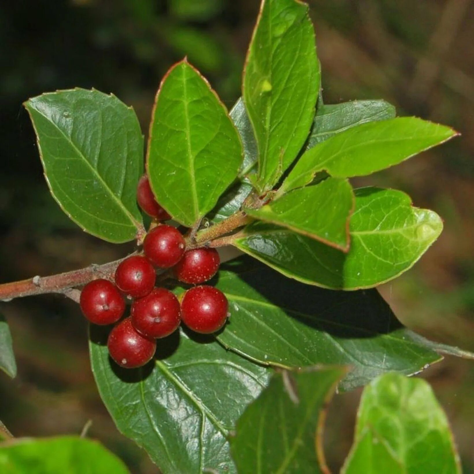 Жостер слабительный (Rhamnus cathartica). Крушина ломкая Волчья ягода. Жостер вечнозелёный (Rhamnus alaternus). Крушина слабительная (Rhamnus cathartica).