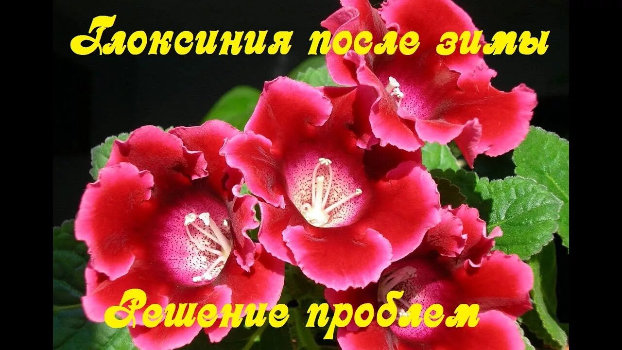Когда просыпается глоксиния после зимней спячки. Клубень глоксинии. глоксиния после покоя. глоксиния зимой. глоксиния зимний дождь.