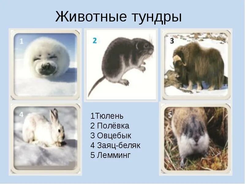 Какие животные находятся в тундре. Лемминг и овцебык. названия животных тундры. жители тундры животные. животные обитающие в тундре.