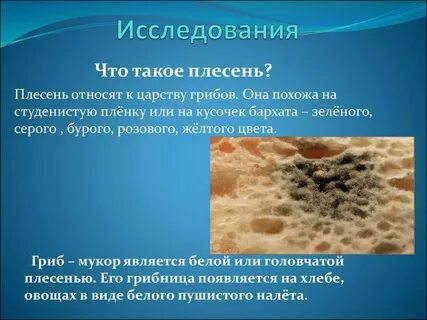 Плесневые грибы доклад