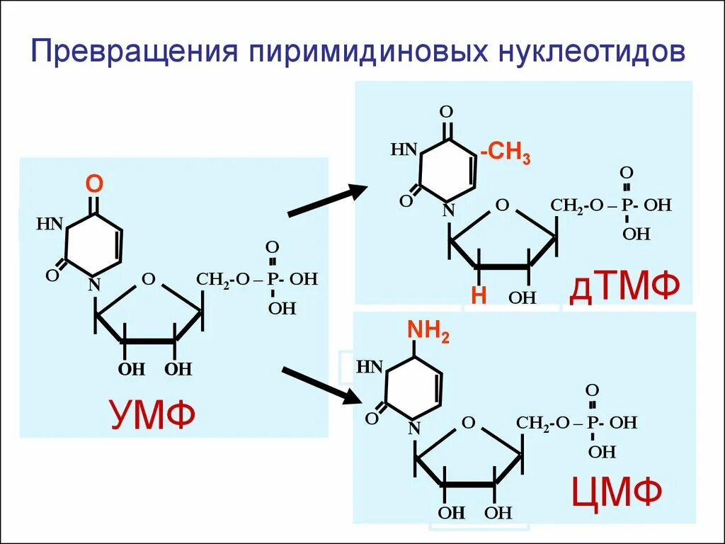 Формулы нуклеотидов. УМФ формула биохимия. Синтез пиримидиновых нуклеотидов.