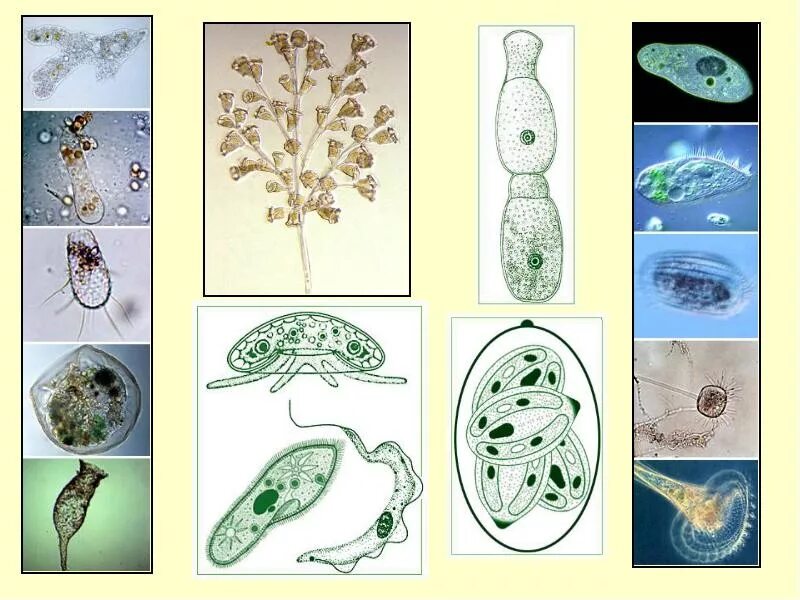 Грибы бывают одноклеточными и многоклеточными эти организмы. Свободноживущие одноклеточные организмы. Одноклеточные протисты. Одноклеточные простейшие. Простейшие одноклеточные организмы.