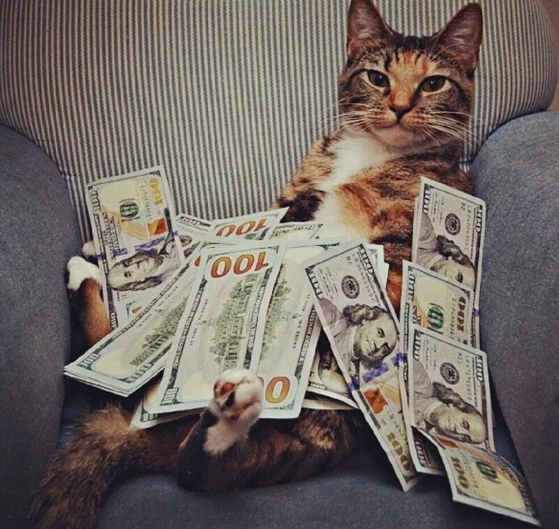 Casino cat official money cat fun. Богатый кот. Денежный кот. Кошка с деньгами. Животные с деньгами.