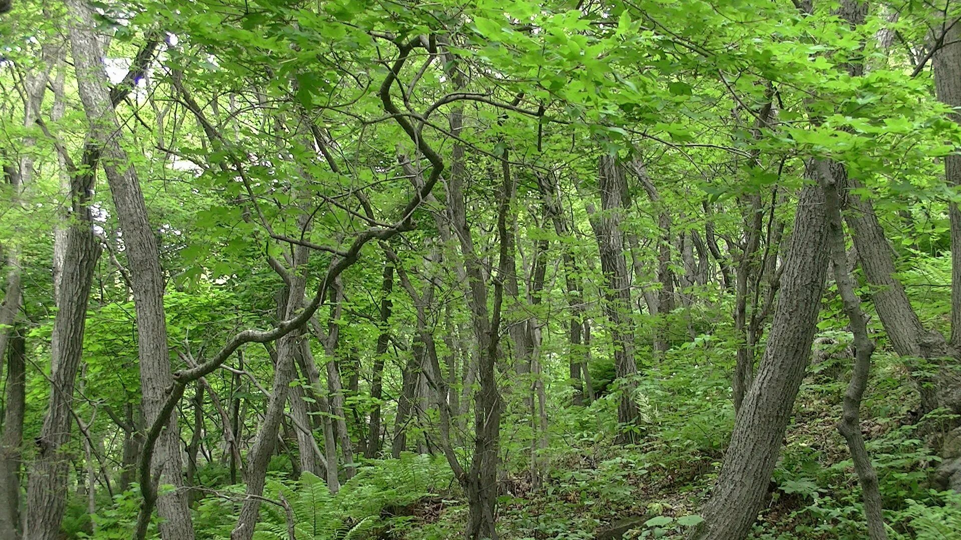 Многообразие лесов. Леса Приморского края Уссурийская Тайга. Широколиственный лес дальнего Востока. Дуб широколиственный лес. Уссурийский заповедник широколиственный лес.