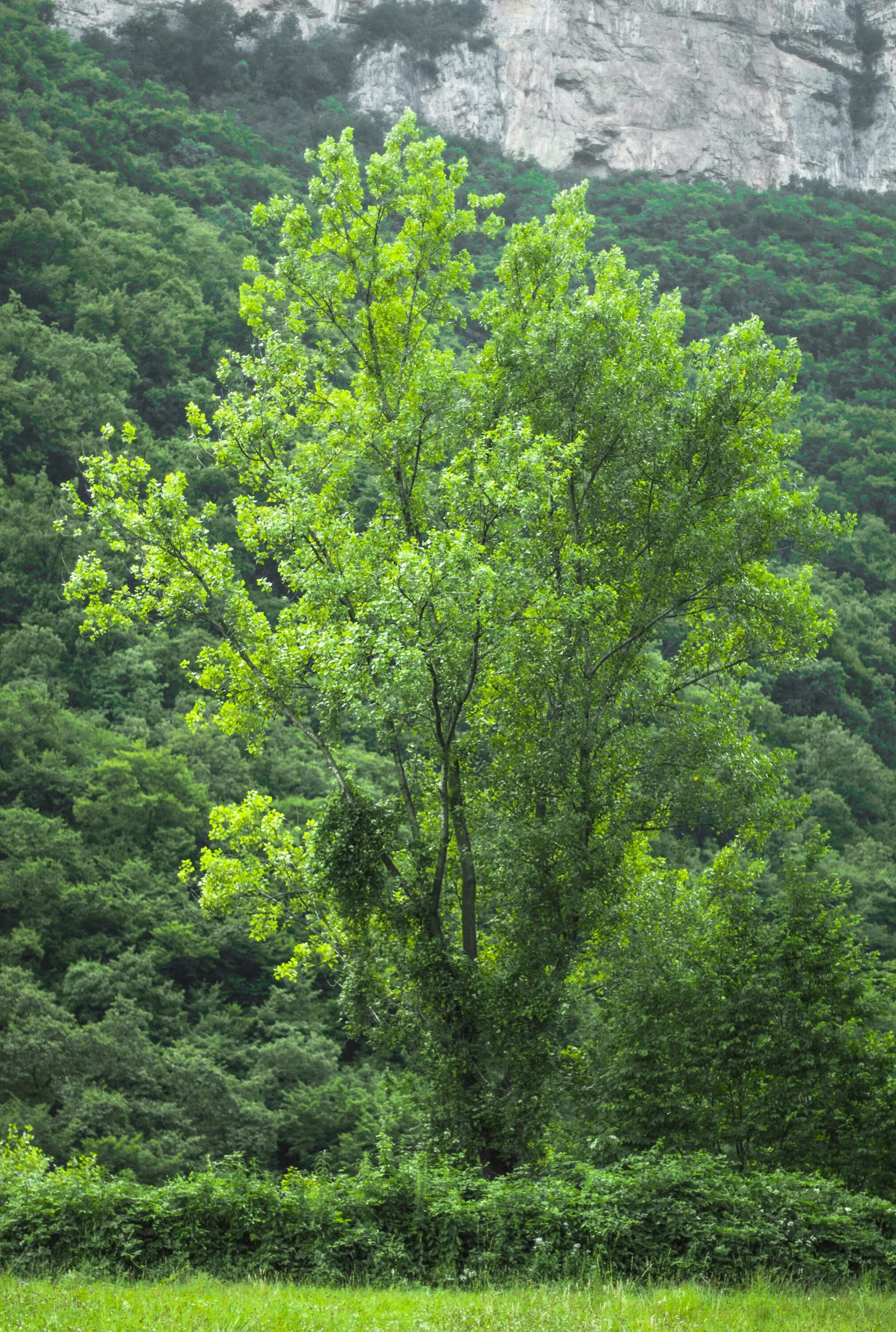 Вечнозеленые листопадные растения. Вечнозеленые лиственные деревья. Листопадные и вечнозеленые деревья. Вечнозеленые реже листопадные кустарники и деревья. Вечнозелёные деревья Грузии.