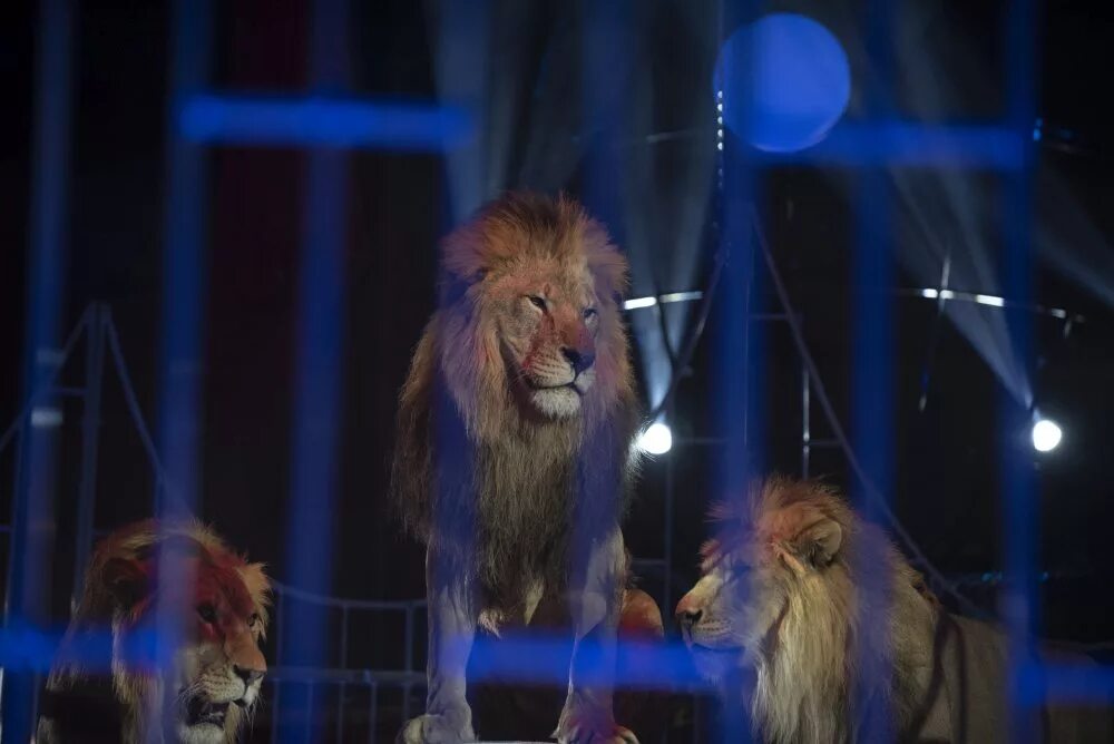 Принц цирка шоу фонтанов саратов. Принц цирка. Цирк принц цирка программа. Принц цирка шоу фонтанов саратов. Шоу фонтанов воронеж цирк 2022.