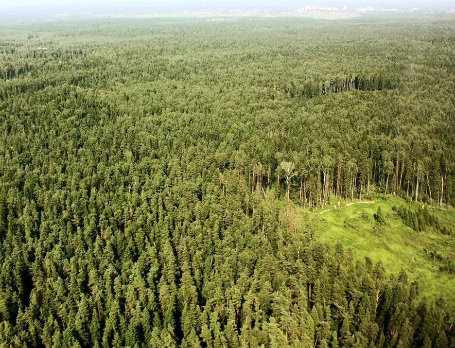 Лес огромное богатство