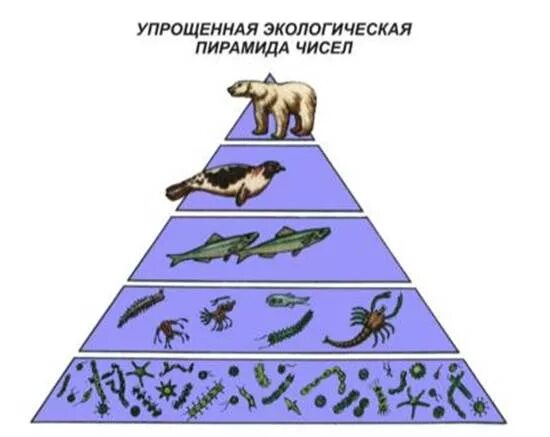 Экологическая пирамида биомассы. Пирамида биомассы пищевой цепи. Экологическая пирамида Элтона. Экологические пирамиды чисел биомассы энергии. Экологическая пирамида рисунок