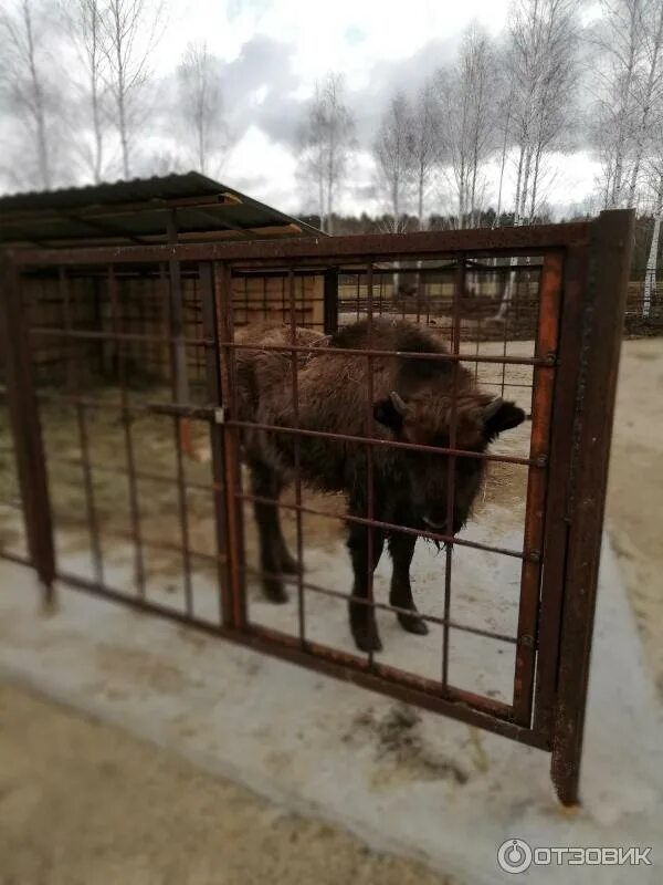 Зоопарк в гомеле. Контактный зоопарк гагра. Гомельский зоопарк. Гомельский зоопарк. Зоопарк в октябрьском.