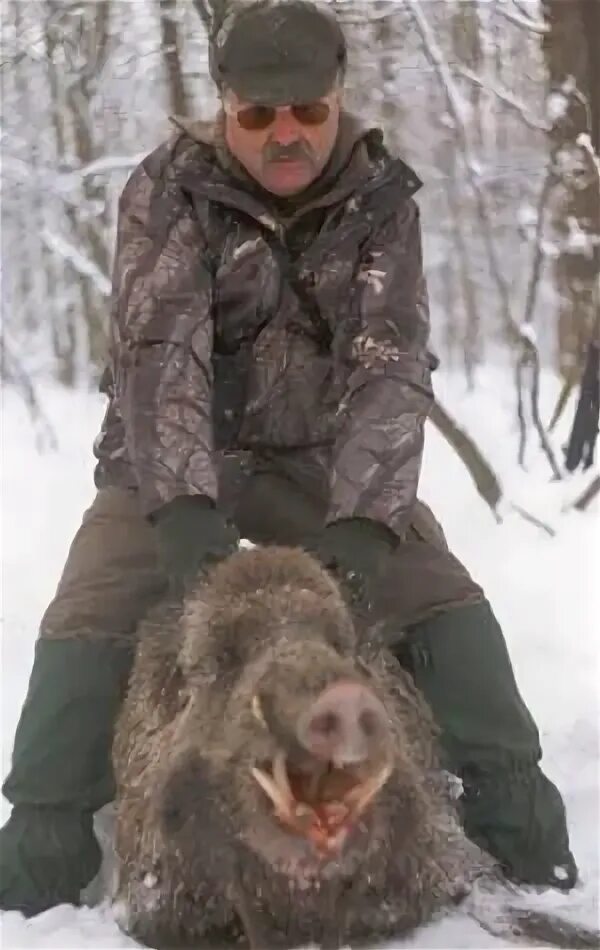 Дикий кабан секач. Кабан рисунок. Кабан бита. Кабан бита. Кабаны картины художников.