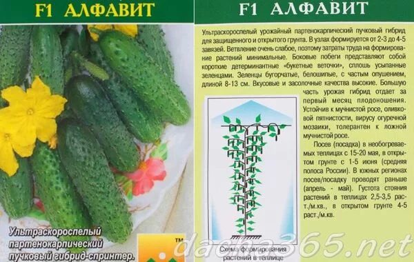 Огурец азбука. Огурцы алфавит описание. Огурец алфавит f1. Огурец азбука мануал. Огурцы алфавит описание.