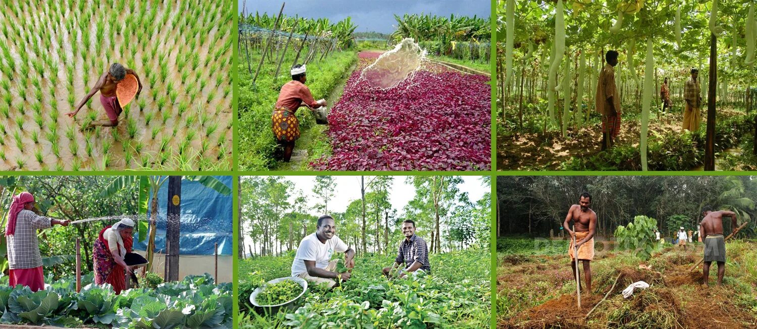 Modern farming methods allow. Органическое сельское хозяйство. organic farming conventional. диджитал сельское хозяйство. conventional farming vs organic farming.