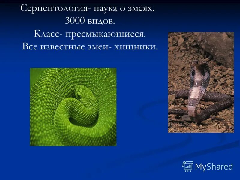 описание змеи биология. вопросы про змей. легенда про змею. змея это биологичка. вопросы о ядовитых животных.