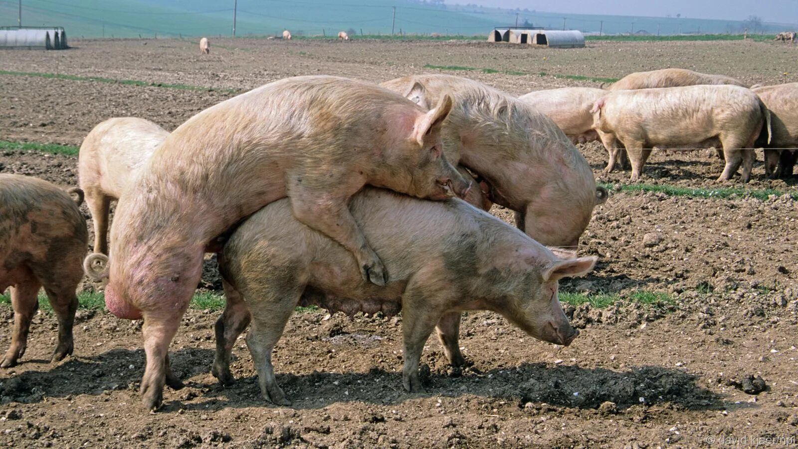 Pig mating. свинья. варковая случка свиней. Pig mating. подруга свинья.