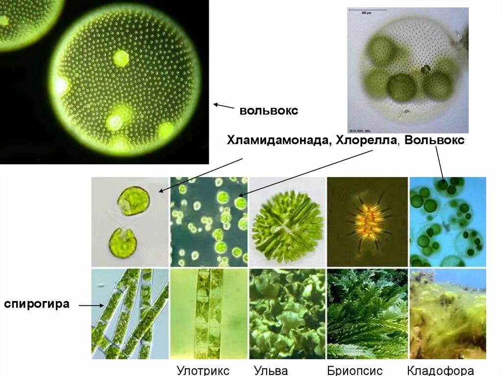 Хлорелла и вольвокс. Вольвокс и Ульва. Хлорелла и Ульва. Зеленые водоросли вольвокс. Хлорелла группа организмов