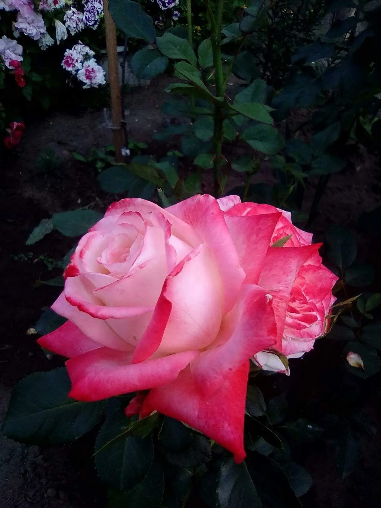 Сорт розы Крымское солнышко.