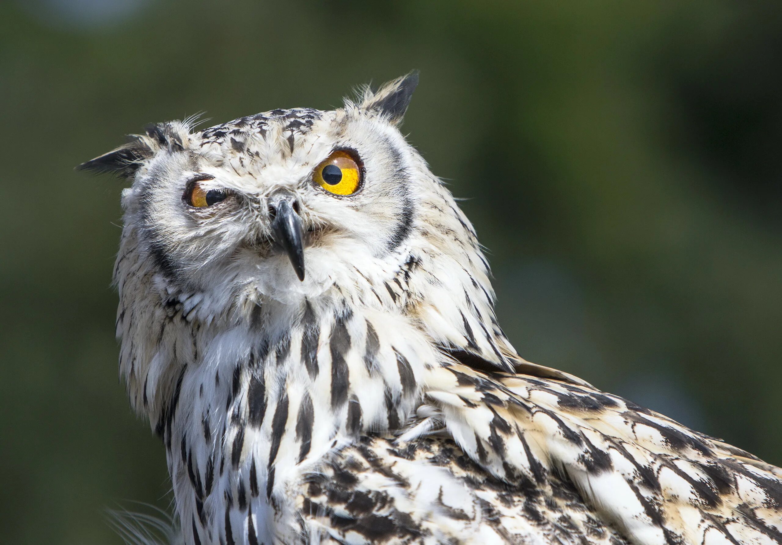 Класс филина. Филин обыкновенный. Филин занесен в красную. Филин презентация. Филин bubo bubo.