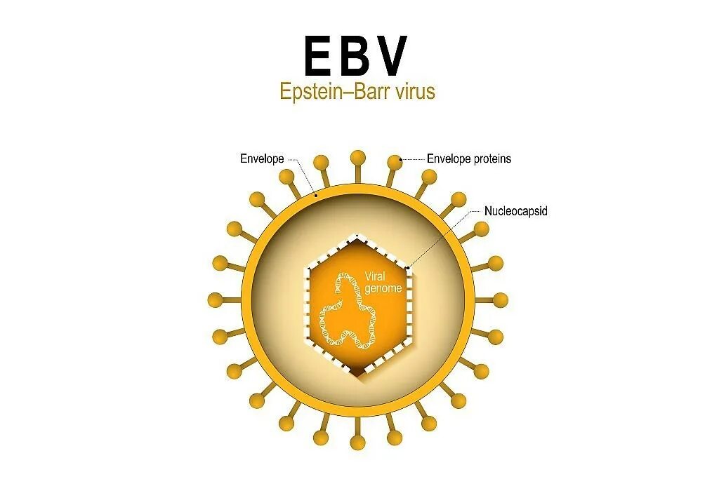 Epstein barr virus капсидный. Строение вируса Эпштейна-Барр. Структура вируса Эпштейна Барра. Вирус Эпштейна-Барр антигенная структура. Герпесвирус Эпштейна-Барр что это.