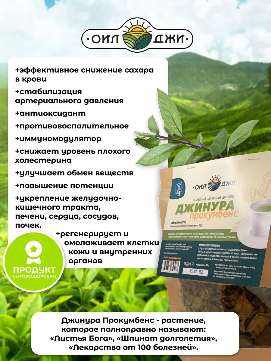 Джинура 70. Джинура прокумбенс чай. Джинура чай. Растение от сахарного диабета джинура. Цветок джинура.