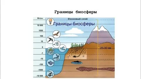 Масса биосферы