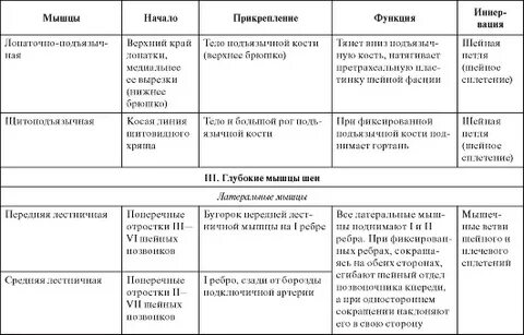 Заполните таблицу мышцы