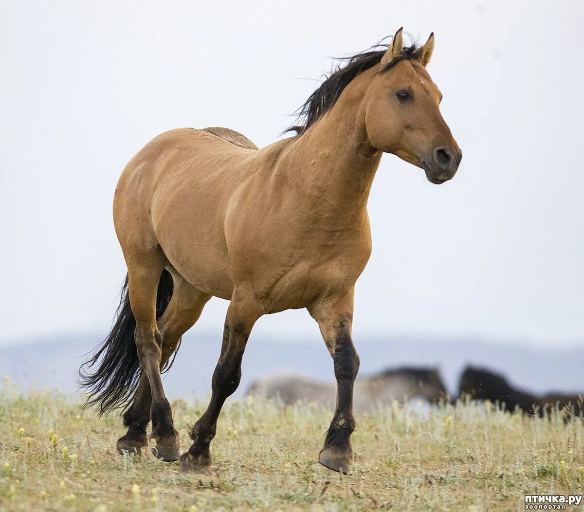 буланая лошадь фото. ахалтекинская лошадь буланая. буланая лошадь фото. темно-буланая масть лошади. буланая лошадь фото.