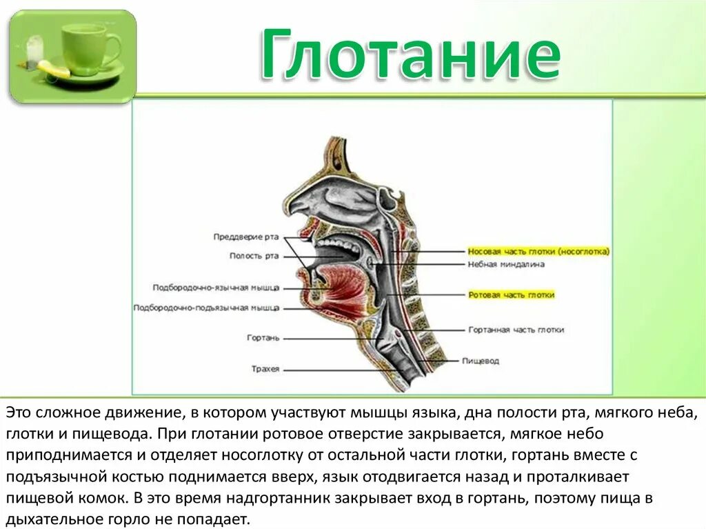 Ротовое отверстие глотка. Мягкое небо при глотании. Носовая и ротовая части глотки. Мышцы участвующие в глотании.