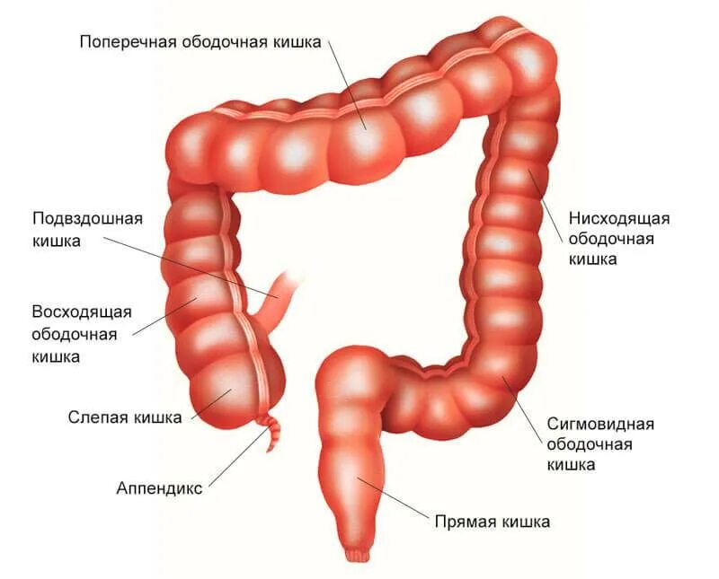 Общая длина толстой кишки. Отделы толстой кишки анатомия. Строение Толстого отдела кишечника. Толстый кишечник слепая ободочная прямая кишка. Части толстой кишки анатомия.